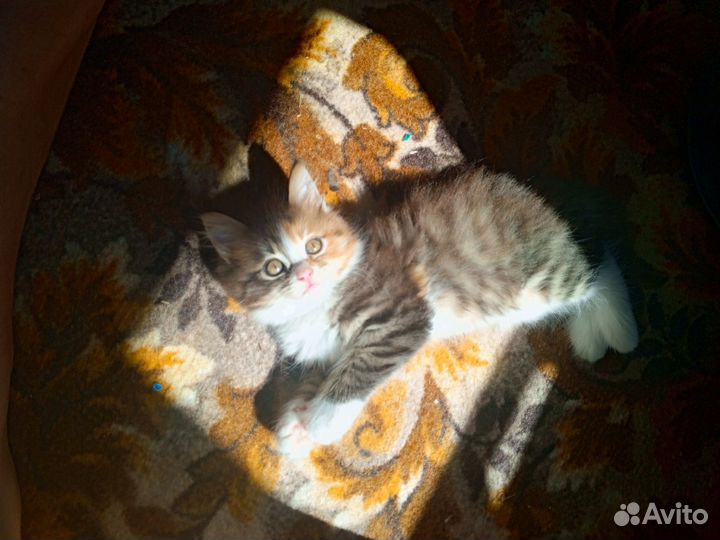 Курильский бобтейл