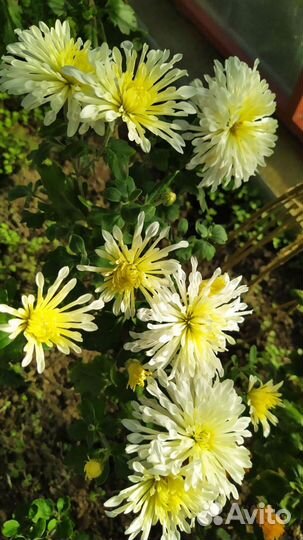 Хризантемы ,и мультифлоры