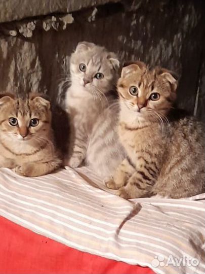 Котята в добрые руки беспл.серая дев.и два котика