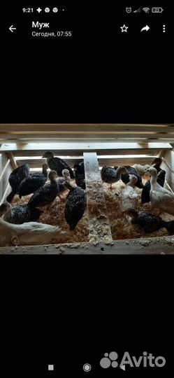 Цыплята - бройлер Росс 308 и Кбб 500