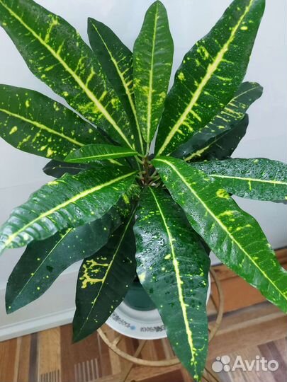 Кротон пестролистный очень красивый