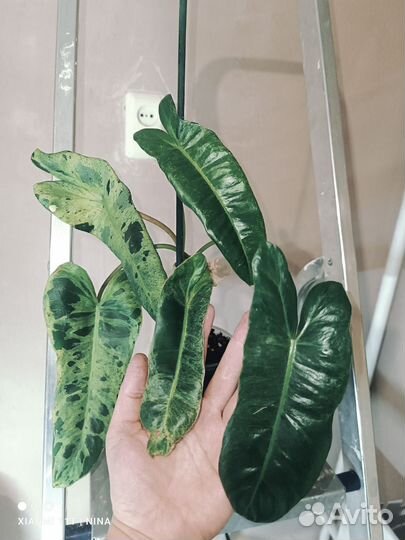 Филодендрон билитау мраморный