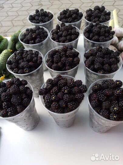 Саженец ежевики, малины жёлтой Оранжевое Чудо