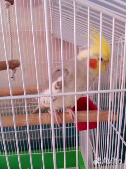 Попугай корелла с клеткой