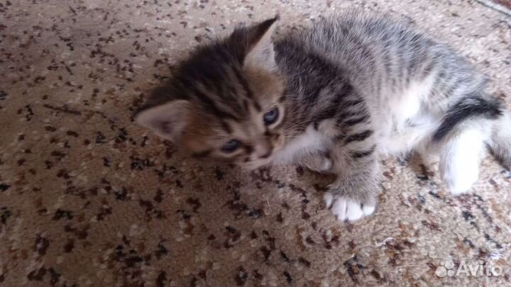 Кошки