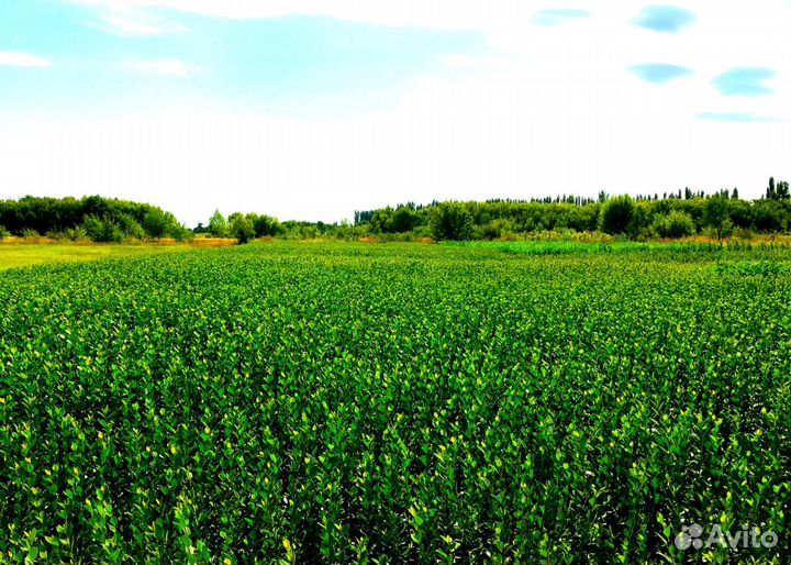 Кизильник, декоративные кустарники