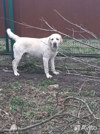 Кобель лабрадора вязка