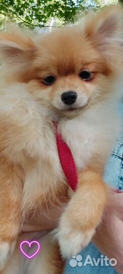 Померанский шпиц девочка