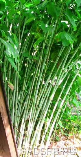 Сибирский бамбук саженцы