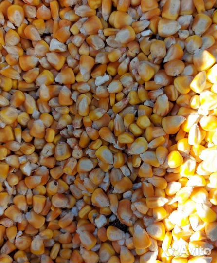 Подсолнечник, Фуражная кукуруза на корм/посев