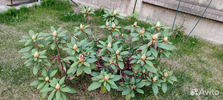 Рододендрон вечнозеленый