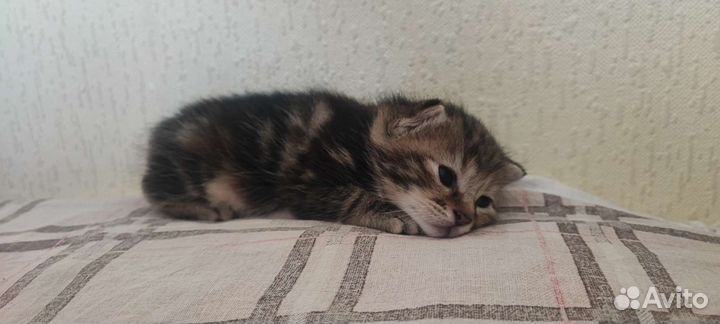 Курильский бобтейл котята