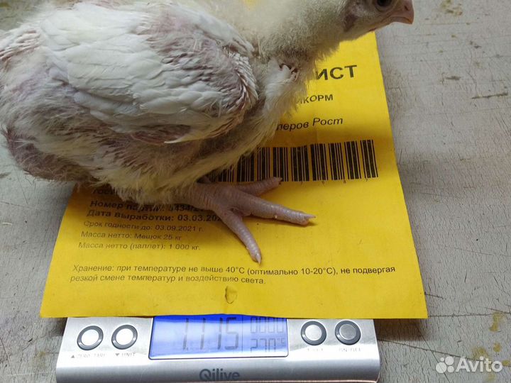 Цыпленок Бройлер