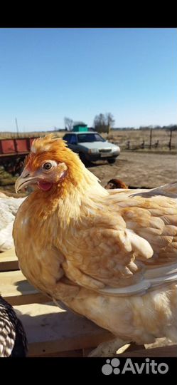Птице Ферма, в городе Сызрань
