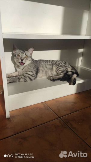 Котик на вязку