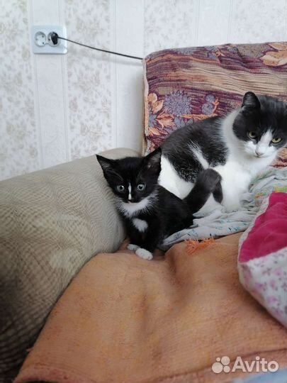 Кошки в добрые руки бесплатно