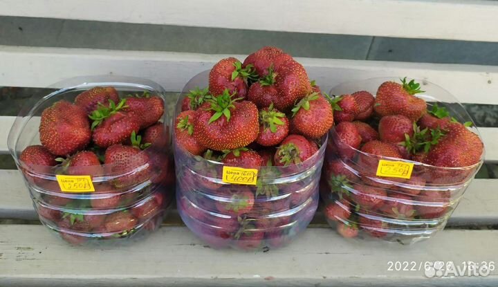 Клубника сорт Гигантелла- усы