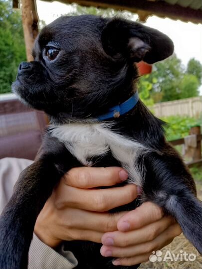 Щенки пти брабансона