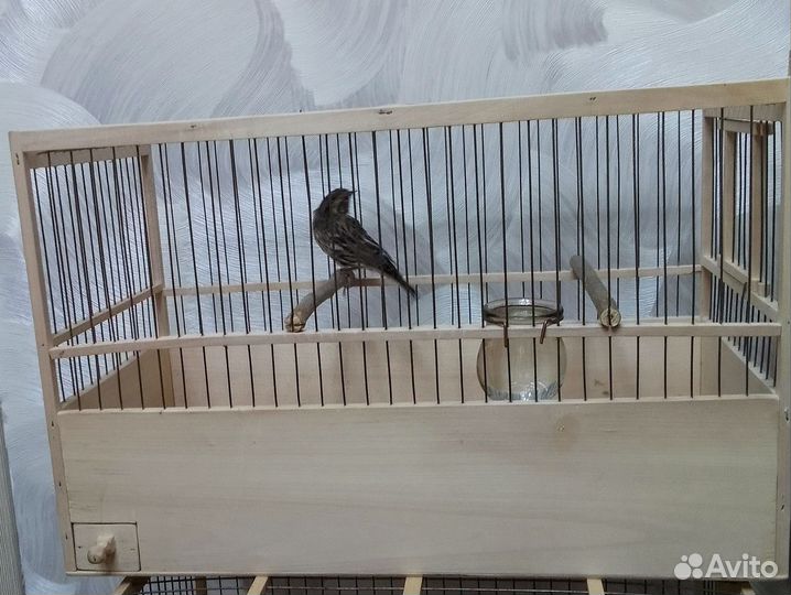 Певчие птицы