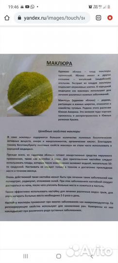 Маклюра адамово яблоко
