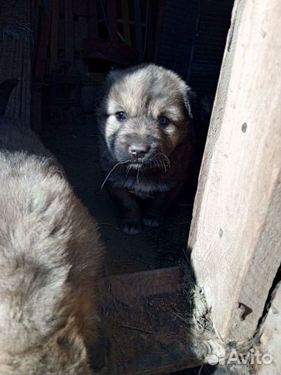 Домашние животные бесплатно собаки щенки