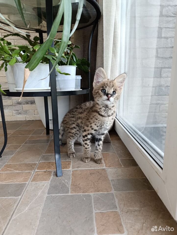 Саванна котёнок, Сургут