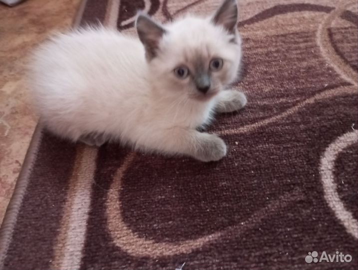 Котенок девочка в добрые руки