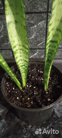 Сансевиерия