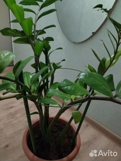 Замиокулькас