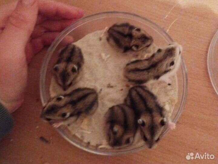 Джунгарский хомяк