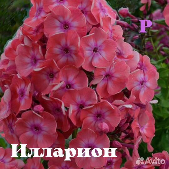 Илларион и другие яркие флоксы для вашего сада