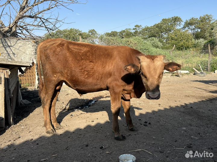 Коровы и телята