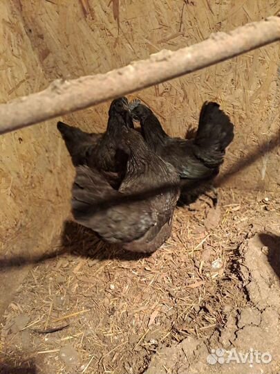 Инкубационное яйцо ухейлюй