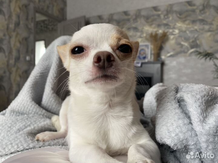 Чихуахуа мини