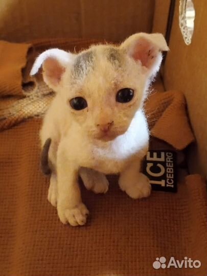 Котята
