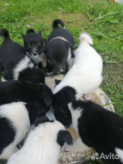 Щенки русско европейской лайки