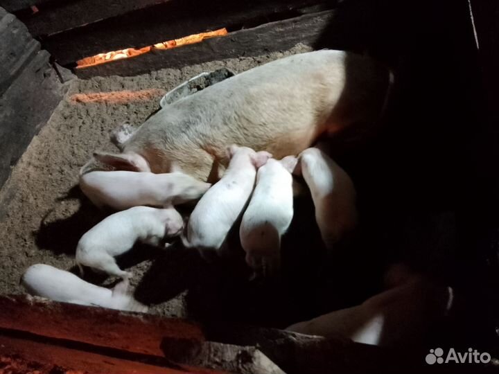 Поросенок кармалы, кб, мангалица