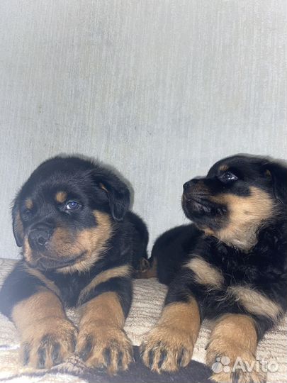 Щенки Ротвейлера