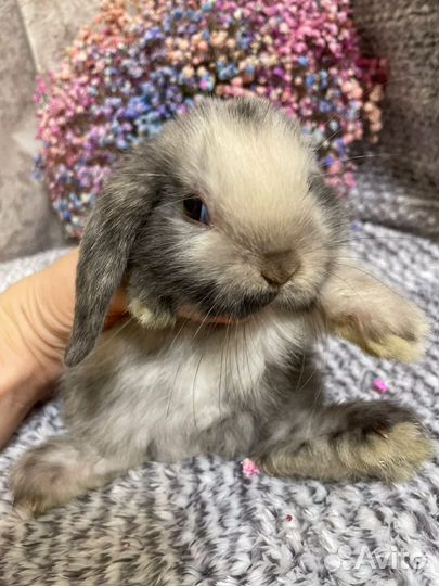 Декоративные вислоухие кролики