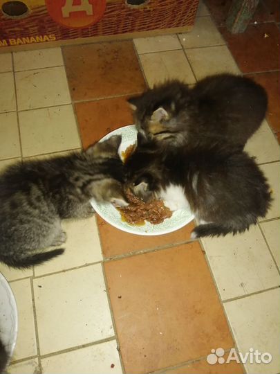 Котята в добрые руки бесплатно