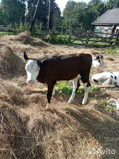 Телка 1.5 года. Телочка 2 месяца