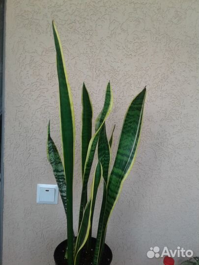 Сансевиерия трёхполосная