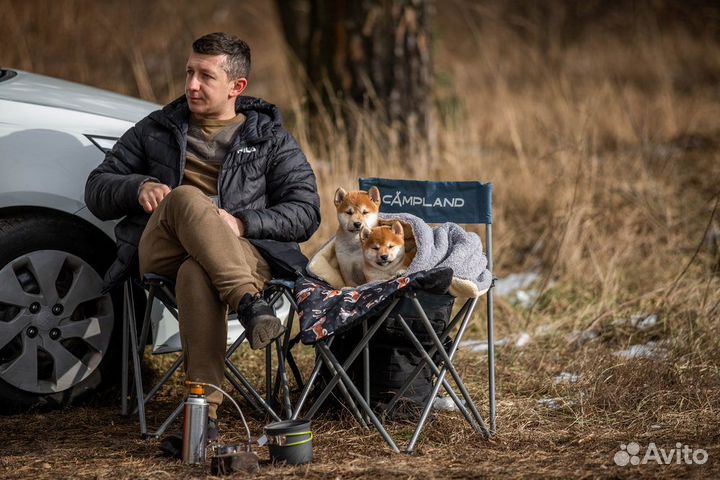 Сиба-ину – порода для тех, кто ценит характер и ст