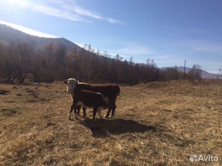 Продажа крс чистопородные Герефорды : телки, нетел