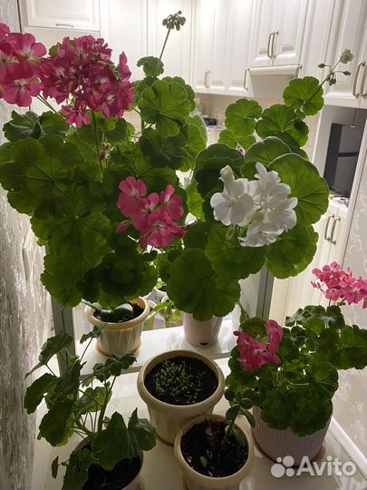 Пеларгония герань