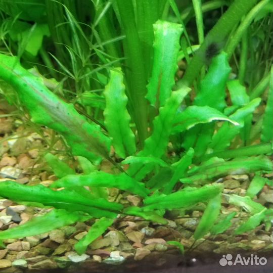 Аквариумные растения