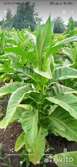 Семена табака