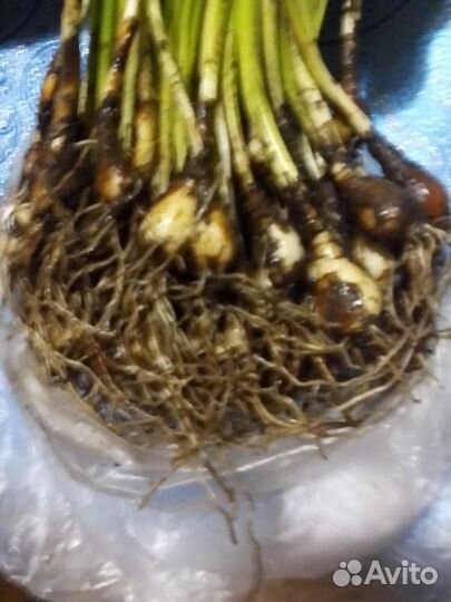 Нарциссы луковицы и малина