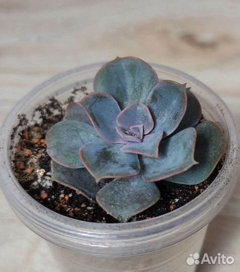 Комнатные растения - суккуленты