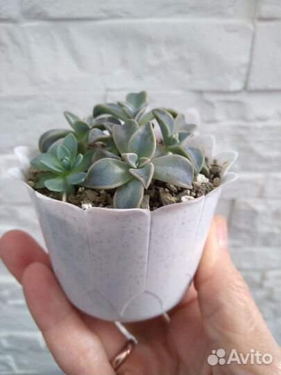 Композиции из суккулентов